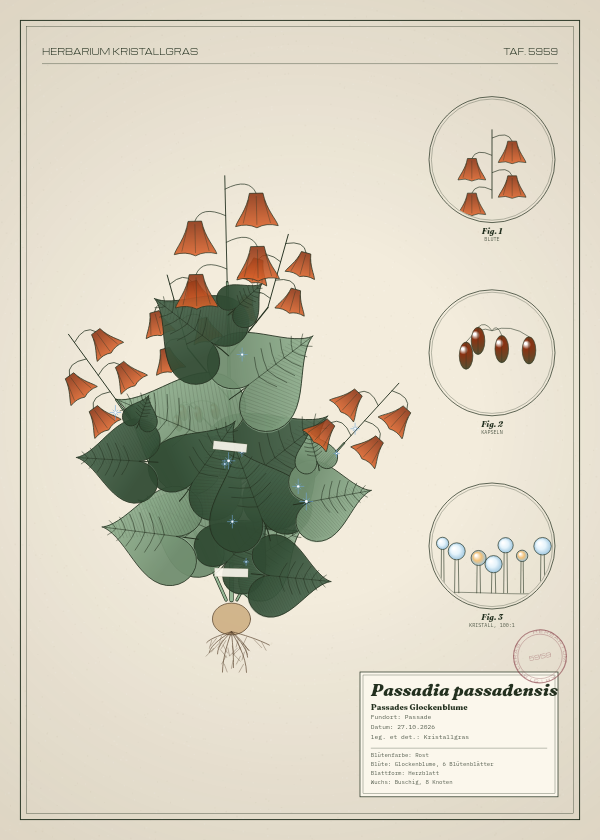Botanische Tafel: Passadia passadensis, eine erfundene Pflanze aus Passade, gezeichnet wie in einem alten Pflanzenatlas