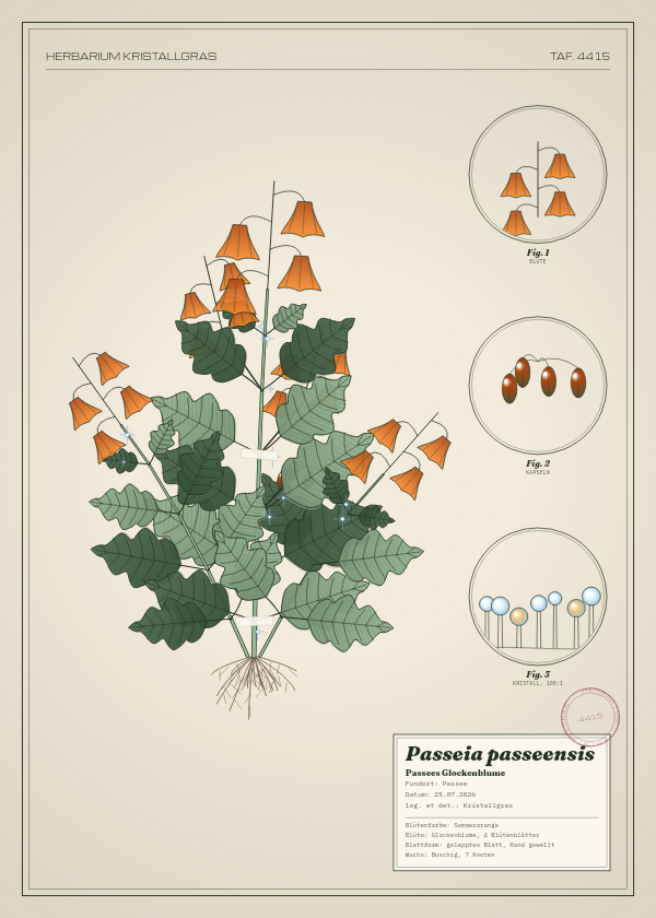 Botanische Tafel: Passeia passeensis, eine erfundene Pflanze aus Passee, gezeichnet wie in einem alten Pflanzenatlas