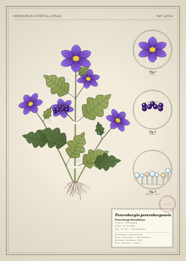 Botanische Tafel: Petersbergia petersbergensis, eine erfundene Pflanze aus Petersberg, gezeichnet wie in einem alten Pflanzenatlas