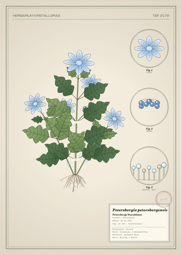 Botanische Tafel: Petersbergia petersbergensis, eine erfundene Pflanze aus Petersberg, gezeichnet wie in einem alten Pflanzenatlas