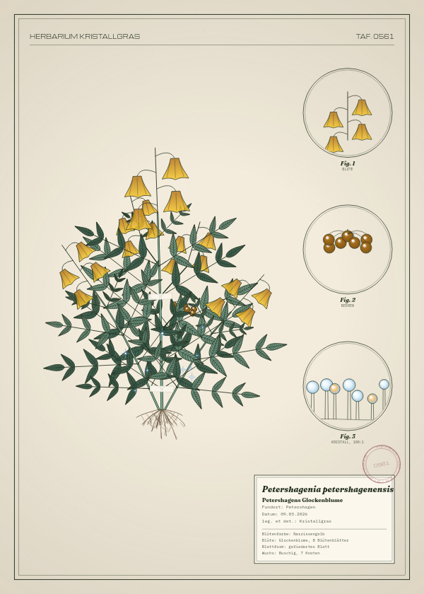 Botanische Tafel: Petershagenia petershagenensis, eine erfundene Pflanze aus Petershagen, gezeichnet wie in einem alten Pflanzenatlas