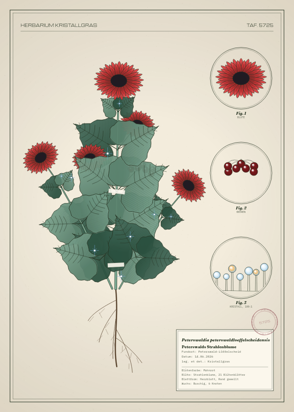 Botanische Tafel: Peterswaldia peterswaldloeffelscheidensis, eine erfundene Pflanze aus Peterswald-Löffelscheid, gezeichnet wie in einem alten Pflanzenatlas