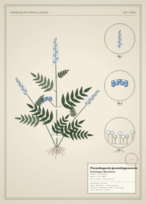 Botanische Tafel: Peenehagenia peenehagenensis, eine erfundene Pflanze aus Peenehagen, gezeichnet wie in einem alten Pflanzenatlas
