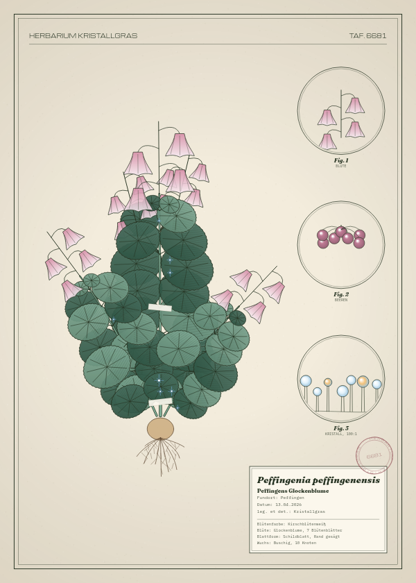 Botanische Tafel: Peffingenia peffingenensis, eine erfundene Pflanze aus Peffingen, gezeichnet wie in einem alten Pflanzenatlas