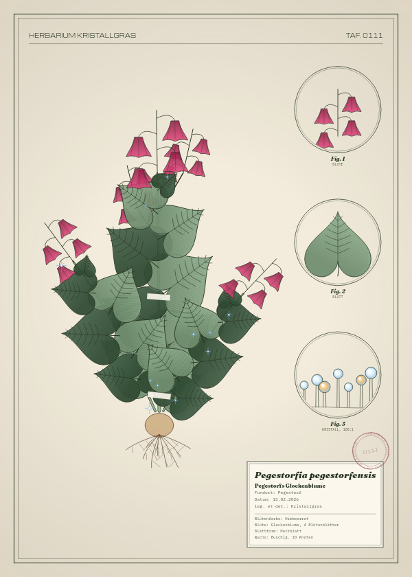 Botanische Tafel: Pegestorfia pegestorfensis, eine erfundene Pflanze aus Pegestorf, gezeichnet wie in einem alten Pflanzenatlas
