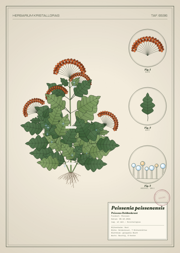 Botanische Tafel: Peissenia peissenensis, eine erfundene Pflanze aus Peissen, gezeichnet wie in einem alten Pflanzenatlas