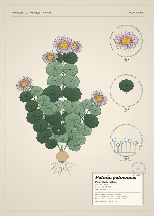 Botanische Tafel: Pelmia pelmensis, eine erfundene Pflanze aus Pelm, gezeichnet wie in einem alten Pflanzenatlas