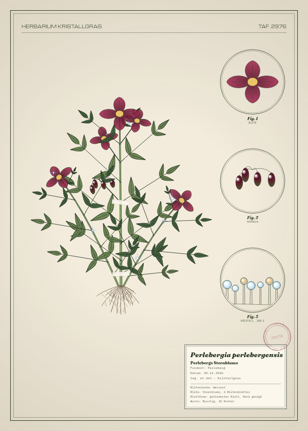 Botanische Tafel: Perlebergia perlebergensis, eine erfundene Pflanze aus Perleberg, gezeichnet wie in einem alten Pflanzenatlas