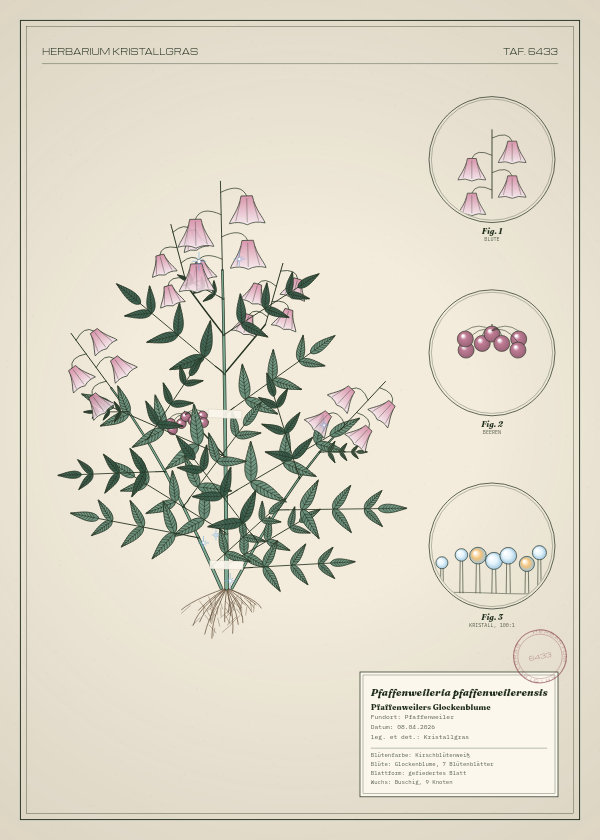 Botanische Tafel: Pfaffenweileria pfaffenweilerensis, eine erfundene Pflanze aus Pfaffenweiler, gezeichnet wie in einem alten Pflanzenatlas