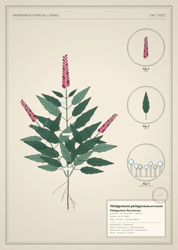 Botanische Tafel: Philippsthalia philippsthalwerrensis, eine erfundene Pflanze aus Philippsthal (Werra), gezeichnet wie in einem alten Pflanzenatlas