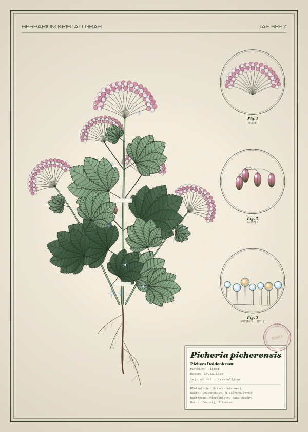 Botanische Tafel: Picheria picherensis, eine erfundene Pflanze aus Picher, gezeichnet wie in einem alten Pflanzenatlas