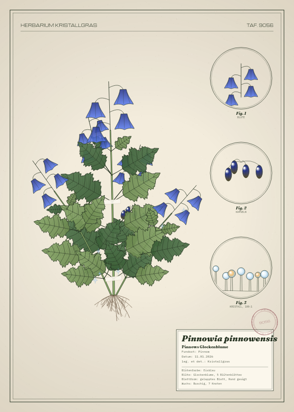 Botanische Tafel: Pinnowia pinnowensis, eine erfundene Pflanze aus Pinnow, gezeichnet wie in einem alten Pflanzenatlas