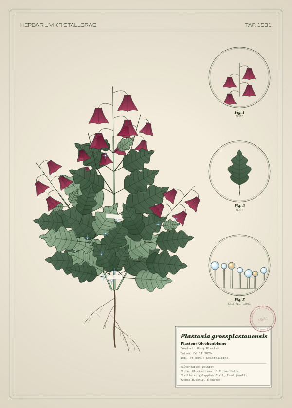 Botanische Tafel: Plastenia grossplastenensis, eine erfundene Pflanze aus Groß Plasten, gezeichnet wie in einem alten Pflanzenatlas