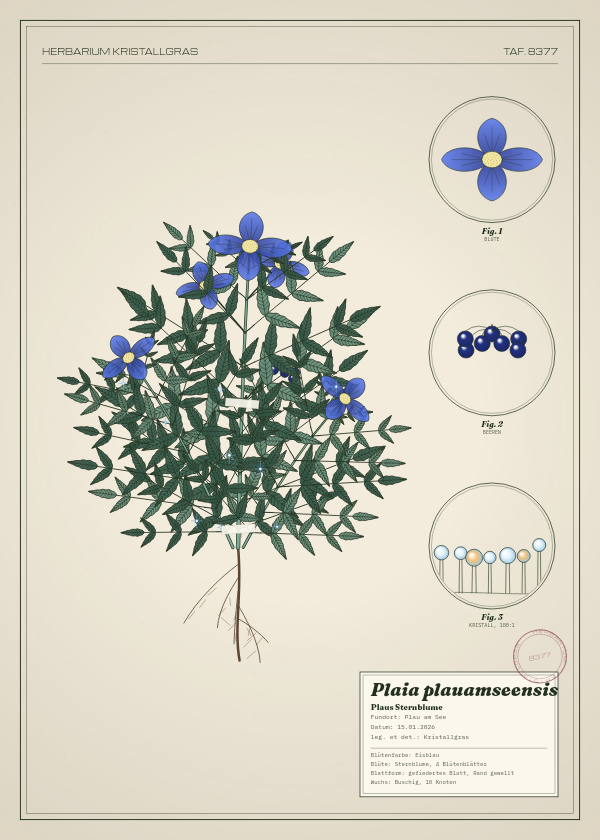 Botanische Tafel: Plaia plauamseensis, eine erfundene Pflanze aus Plau am See, gezeichnet wie in einem alten Pflanzenatlas
