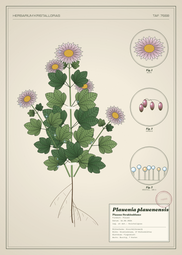 Botanische Tafel: Plauenia plauenensis, eine erfundene Pflanze aus Plauen, gezeichnet wie in einem alten Pflanzenatlas