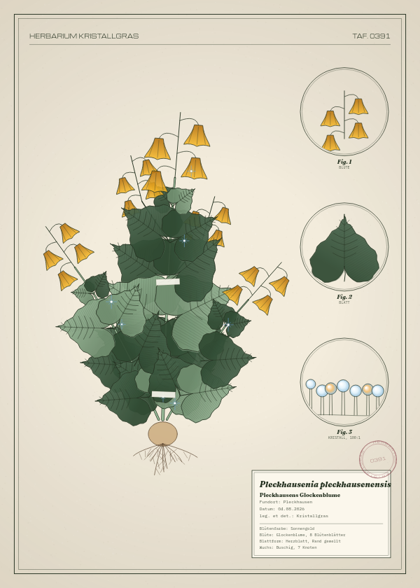 Botanische Tafel: Pleckhausenia pleckhausenensis, eine erfundene Pflanze aus Pleckhausen, gezeichnet wie in einem alten Pflanzenatlas
