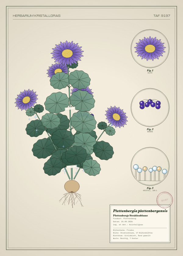 Botanische Tafel: Plettenbergia plettenbergensis, eine erfundene Pflanze aus Plettenberg, gezeichnet wie in einem alten Pflanzenatlas