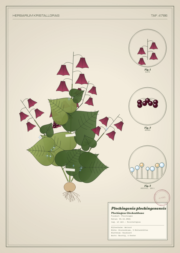 Botanische Tafel: Plochingenia plochingenensis, eine erfundene Pflanze aus Plochingen, gezeichnet wie in einem alten Pflanzenatlas