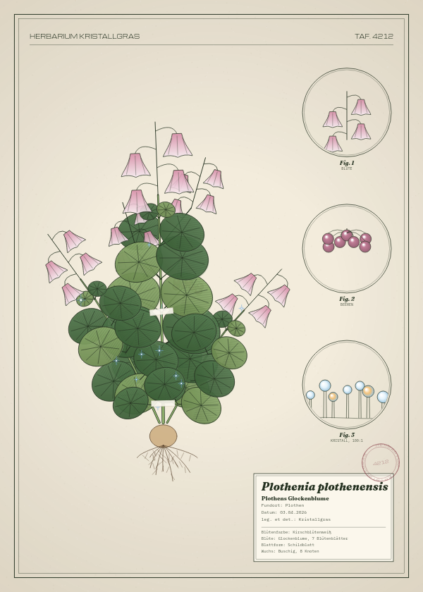 Botanische Tafel: Plothenia plothenensis, eine erfundene Pflanze aus Plothen, gezeichnet wie in einem alten Pflanzenatlas