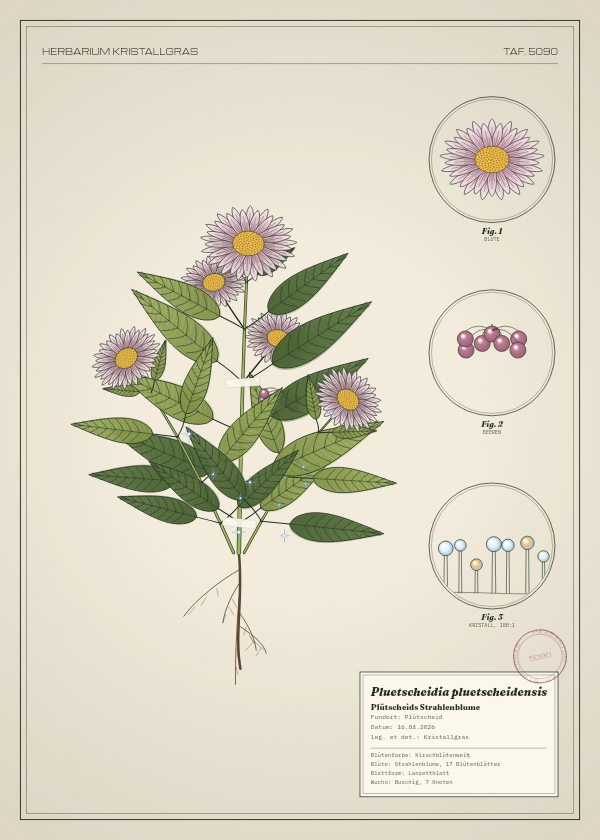 Botanische Tafel: Pluetscheidia pluetscheidensis, eine erfundene Pflanze aus Plütscheid, gezeichnet wie in einem alten Pflanzenatlas