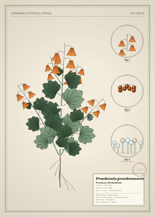 Botanische Tafel: Pruchtenia pruchtenensis, eine erfundene Pflanze aus Pruchten, gezeichnet wie in einem alten Pflanzenatlas