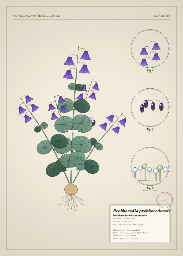 Botanische Tafel: Prebberedia prebberedensis, eine erfundene Pflanze aus Prebberede, gezeichnet wie in einem alten Pflanzenatlas
