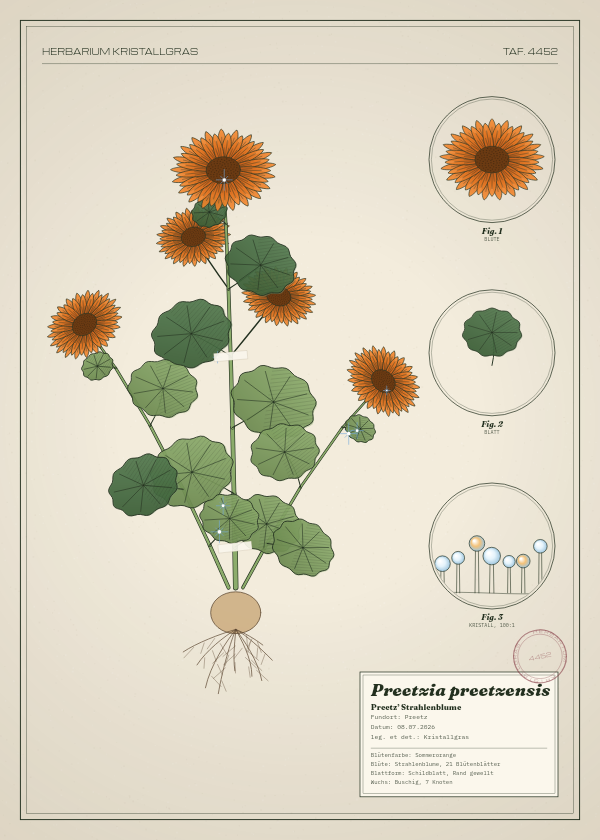 Botanische Tafel: Preetzia preetzensis, eine erfundene Pflanze aus Preetz, gezeichnet wie in einem alten Pflanzenatlas