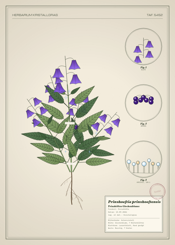 Botanische Tafel: Prinzhoeftia prinzhoeftensis, eine erfundene Pflanze aus Prinzhöfte, gezeichnet wie in einem alten Pflanzenatlas