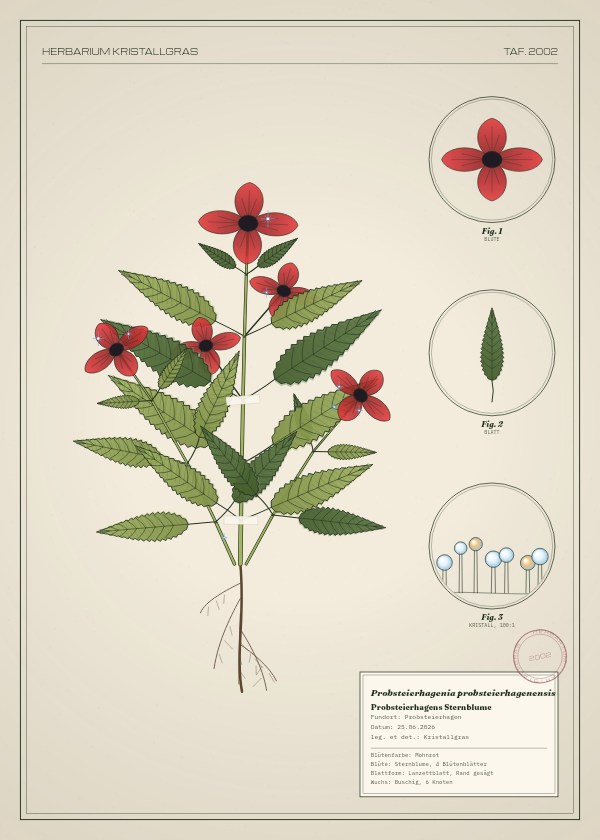 Botanische Tafel: Probsteierhagenia probsteierhagenensis, eine erfundene Pflanze aus Probsteierhagen, gezeichnet wie in einem alten Pflanzenatlas