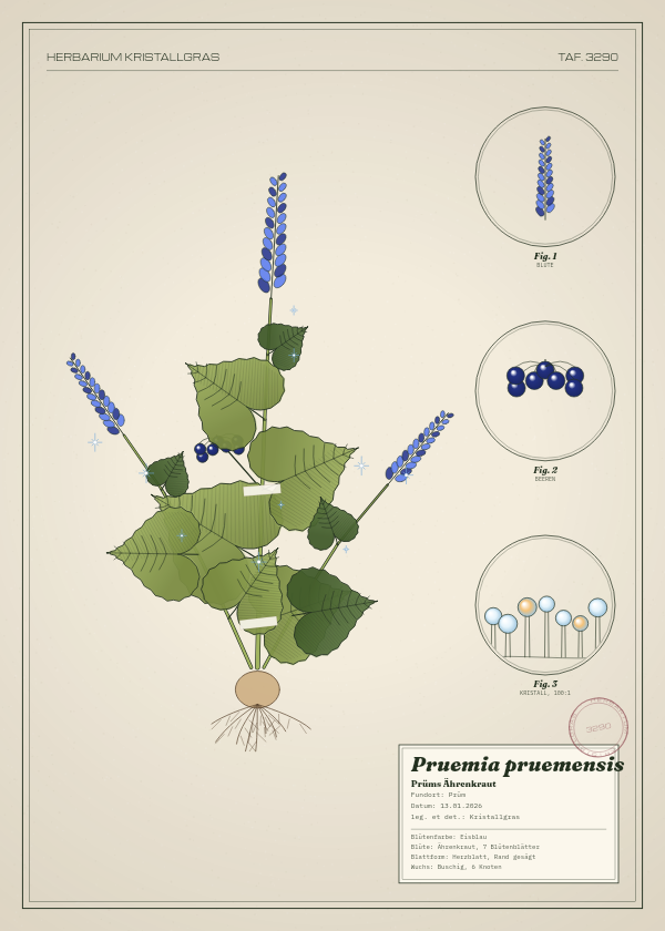 Botanische Tafel: Pruemia pruemensis, eine erfundene Pflanze aus Prüm, gezeichnet wie in einem alten Pflanzenatlas