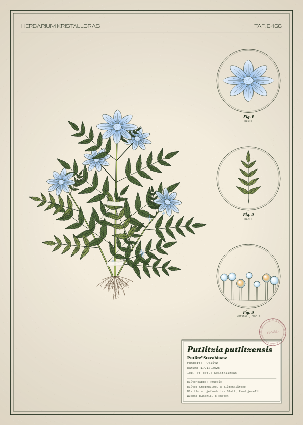 Botanische Tafel: Putlitzia putlitzensis, eine erfundene Pflanze aus Putlitz, gezeichnet wie in einem alten Pflanzenatlas