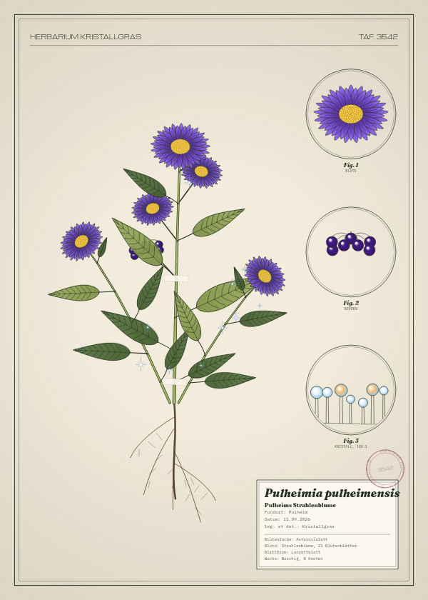 Botanische Tafel: Pulheimia pulheimensis, eine erfundene Pflanze aus Pulheim, gezeichnet wie in einem alten Pflanzenatlas