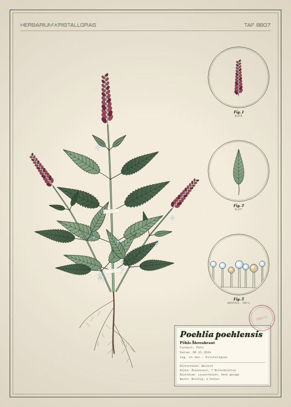 Botanische Tafel: Poehlia poehlensis, eine erfundene Pflanze aus Pöhl, gezeichnet wie in einem alten Pflanzenatlas