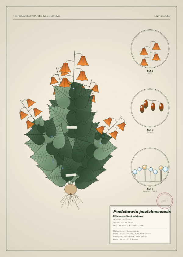 Botanische Tafel: Poelchowia poelchowensis, eine erfundene Pflanze aus Pölchow, gezeichnet wie in einem alten Pflanzenatlas