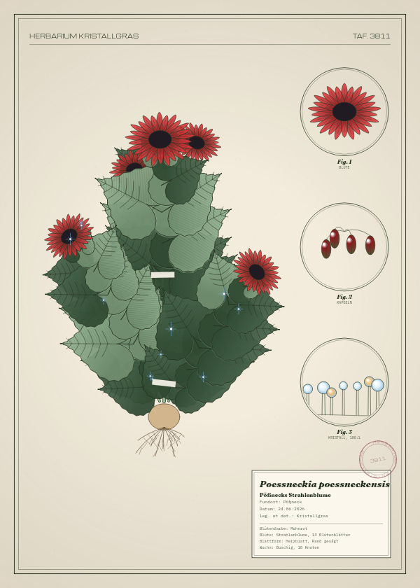 Botanische Tafel: Poessneckia poessneckensis, eine erfundene Pflanze aus Pößneck, gezeichnet wie in einem alten Pflanzenatlas