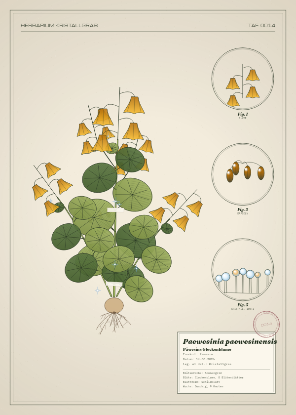 Botanische Tafel: Paewesinia paewesinensis, eine erfundene Pflanze aus Päwesin, gezeichnet wie in einem alten Pflanzenatlas