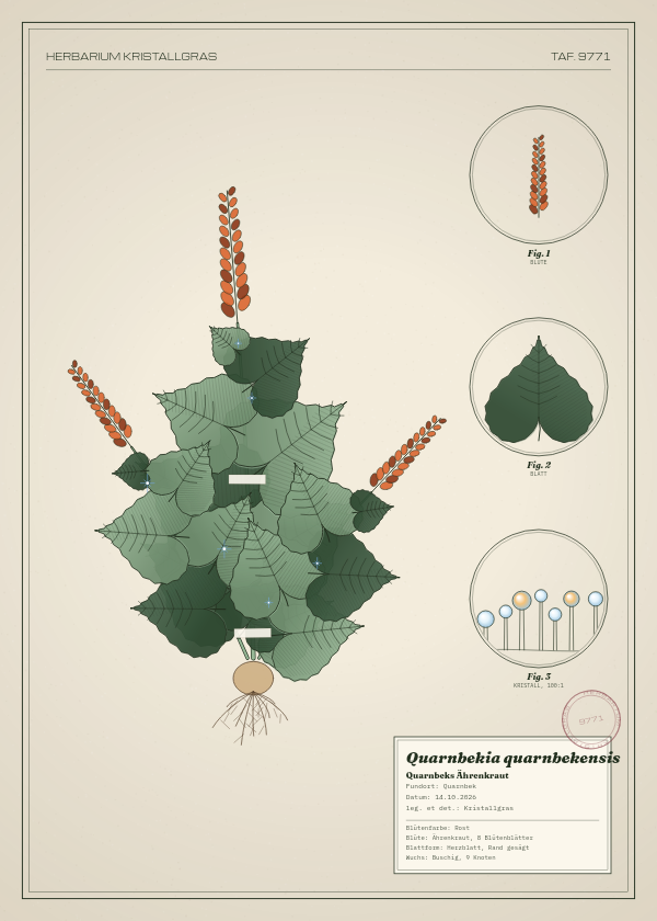 Botanische Tafel: Quarnbekia quarnbekensis, eine erfundene Pflanze aus Quarnbek, gezeichnet wie in einem alten Pflanzenatlas