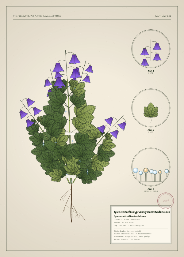 Botanische Tafel: Quenstedtia grossquenstedtensis, eine erfundene Pflanze aus Groß Quenstedt, gezeichnet wie in einem alten Pflanzenatlas