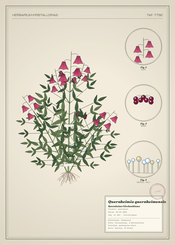 Botanische Tafel: Quernheimia quernheimensis, eine erfundene Pflanze aus Quernheim, gezeichnet wie in einem alten Pflanzenatlas