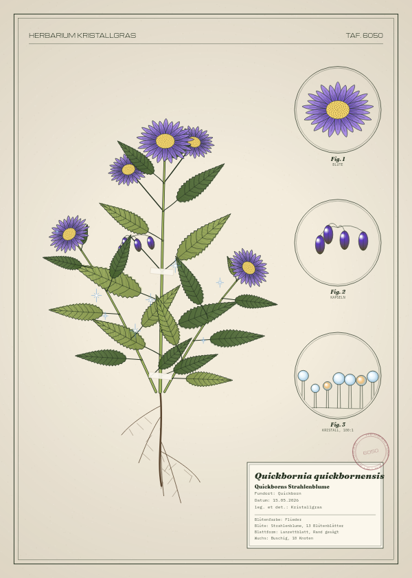 Botanische Tafel: Quickbornia quickbornensis, eine erfundene Pflanze aus Quickborn, gezeichnet wie in einem alten Pflanzenatlas