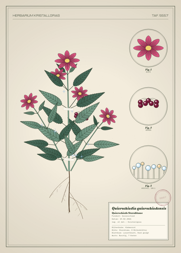 Botanische Tafel: Quierschiedia quierschiedensis, eine erfundene Pflanze aus Quierschied, gezeichnet wie in einem alten Pflanzenatlas