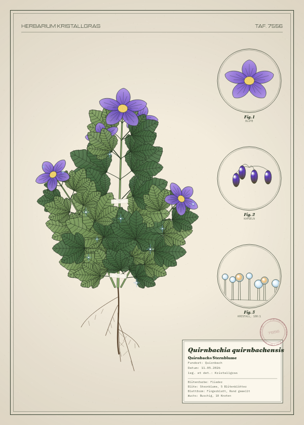 Botanische Tafel: Quirnbachia quirnbachensis, eine erfundene Pflanze aus Quirnbach, gezeichnet wie in einem alten Pflanzenatlas