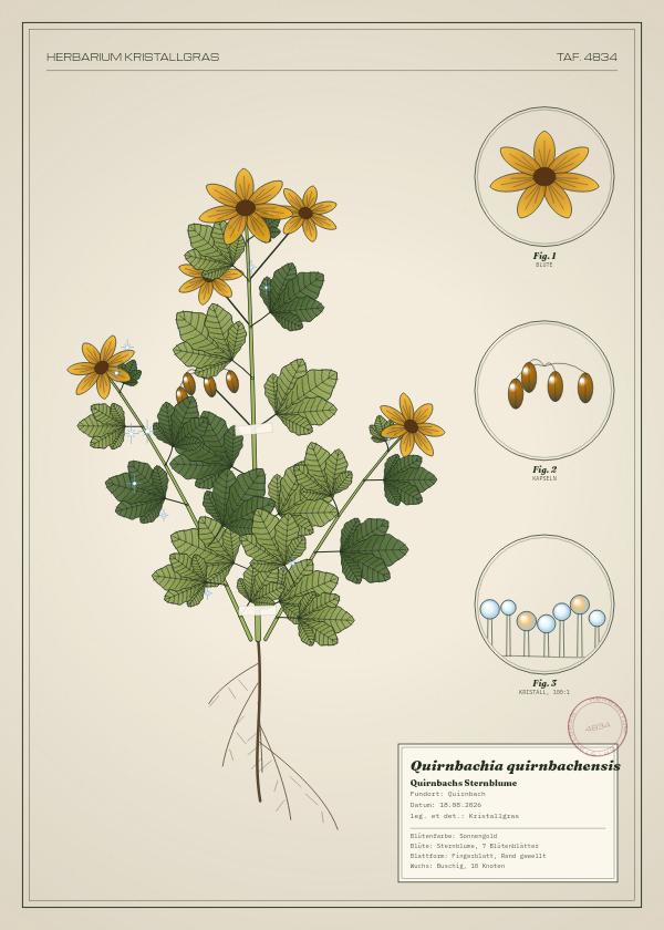 Botanische Tafel: Quirnbachia quirnbachensis, eine erfundene Pflanze aus Quirnbach, gezeichnet wie in einem alten Pflanzenatlas