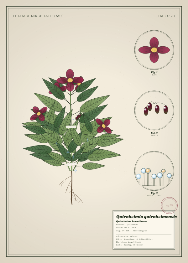 Botanische Tafel: Quirnheimia quirnheimensis, eine erfundene Pflanze aus Quirnheim, gezeichnet wie in einem alten Pflanzenatlas