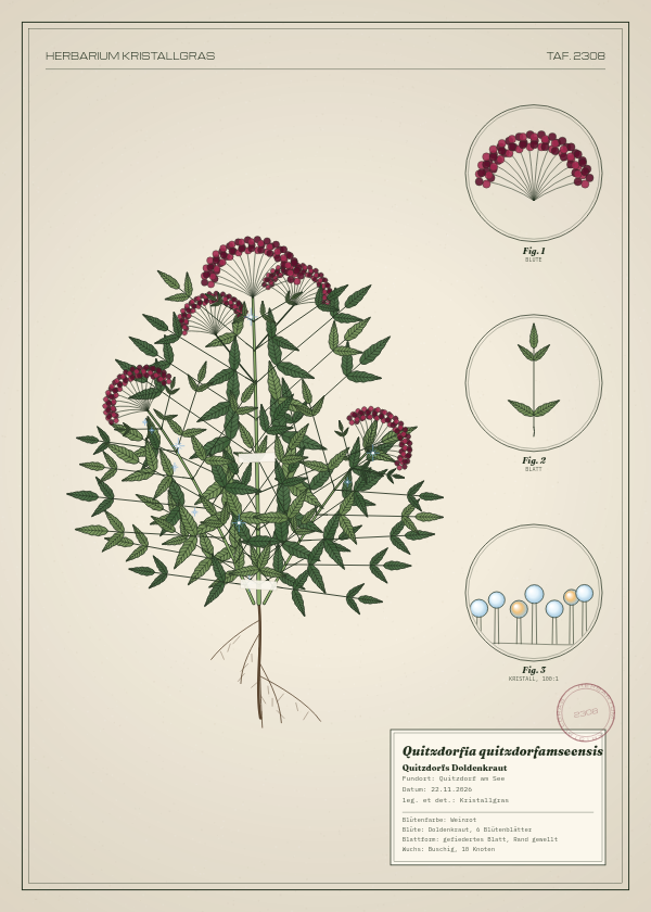 Botanische Tafel: Quitzdorfia quitzdorfamseensis, eine erfundene Pflanze aus Quitzdorf am See, gezeichnet wie in einem alten Pflanzenatlas
