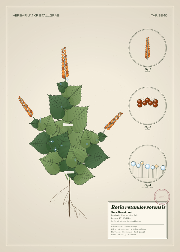 Botanische Tafel: Rotia rotanderrotensis, eine erfundene Pflanze aus Rot an der Rot, gezeichnet wie in einem alten Pflanzenatlas