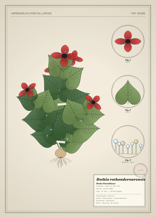 Botanische Tafel: Rothia rothanderourensis, eine erfundene Pflanze aus Roth an der Our, gezeichnet wie in einem alten Pflanzenatlas