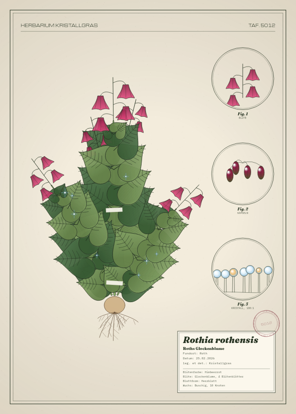 Botanische Tafel: Rothia rothensis, eine erfundene Pflanze aus Roth, gezeichnet wie in einem alten Pflanzenatlas