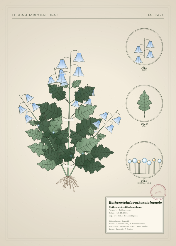 Botanische Tafel: Rothensteinia rothensteinensis, eine erfundene Pflanze aus Rothenstein, gezeichnet wie in einem alten Pflanzenatlas