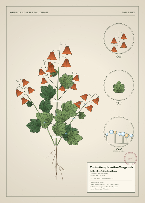 Botanische Tafel: Rothselbergia rothselbergensis, eine erfundene Pflanze aus Rothselberg, gezeichnet wie in einem alten Pflanzenatlas